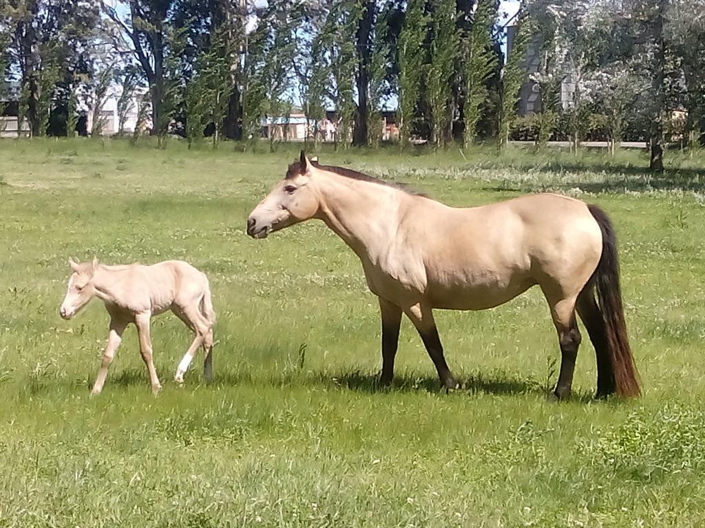 Chacras De Azcona Hosteria Azul Exteriör bild